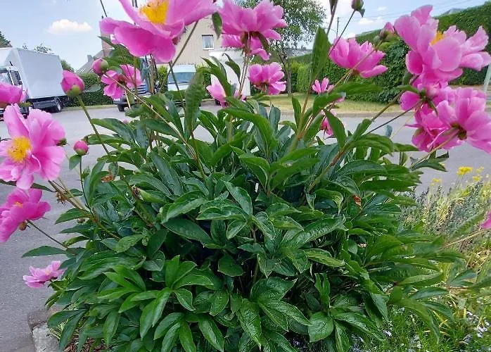 罗本假日公寓 *